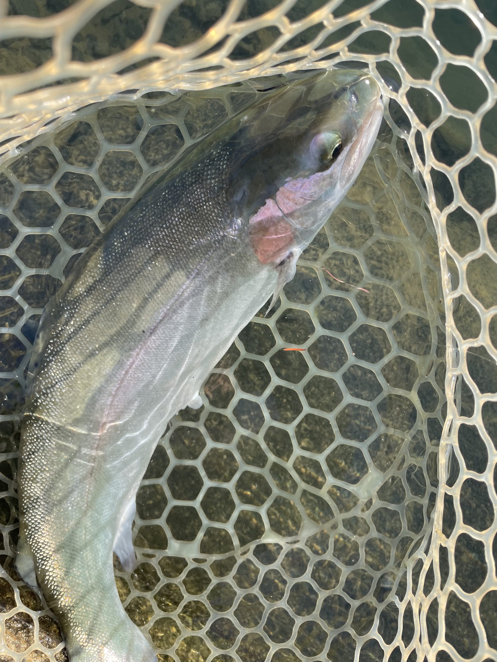 11月29日（土）　小平市　にけるさん