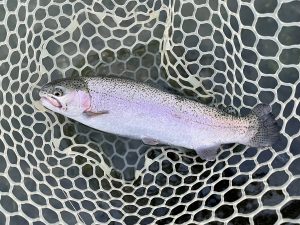 11月4日(火)　入間市　フライマンYOKOZUKAさん