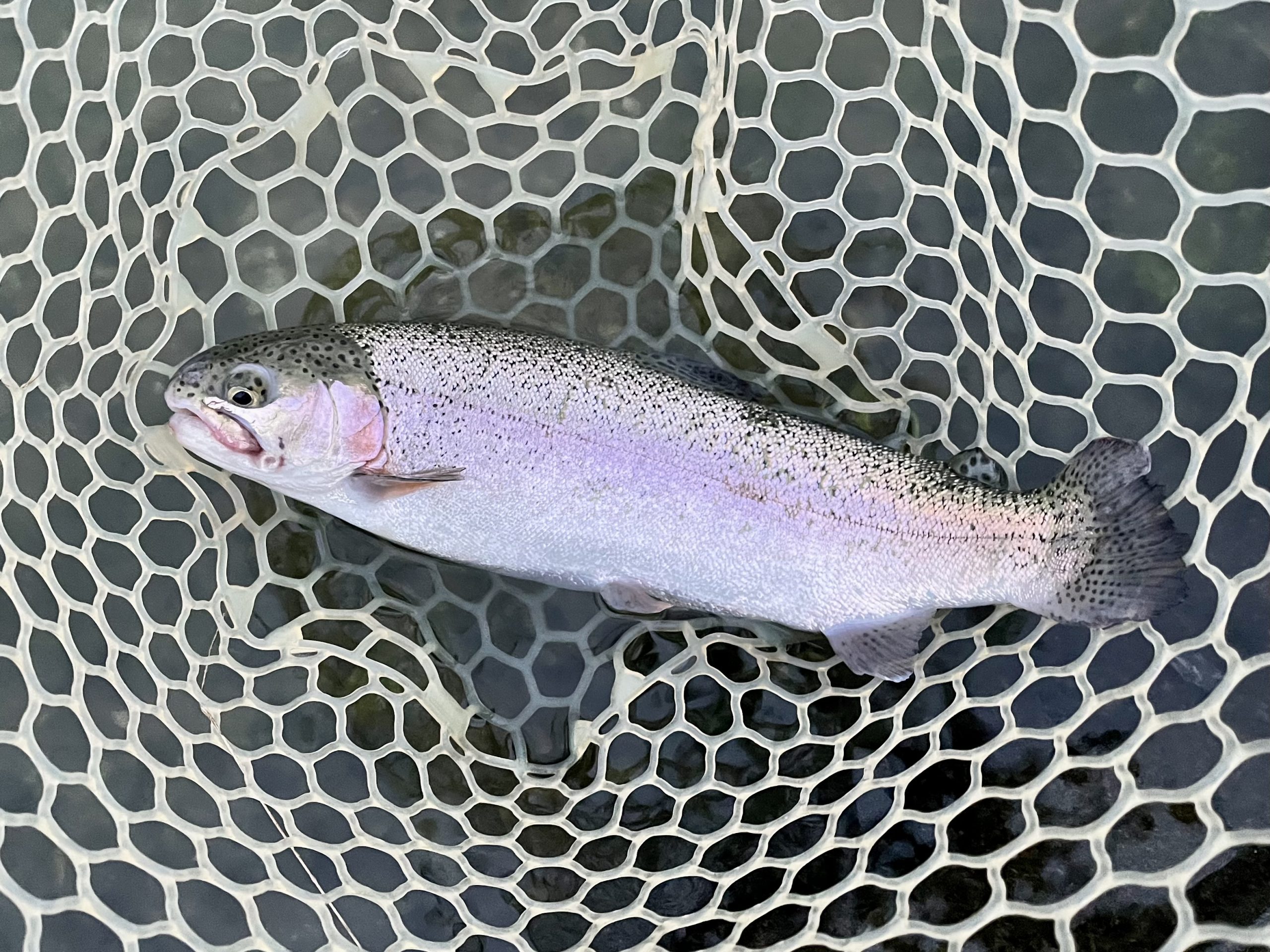 11月4日(火) 入間市 フライマンYOKOZUKAさん