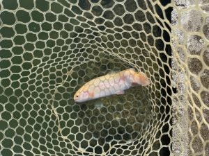 11月14日（金）大和市　ゆうじさん