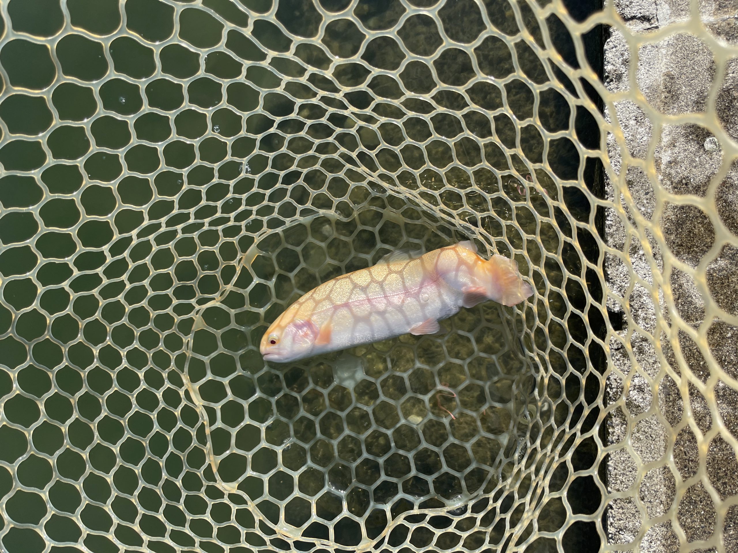 11月14日（金）大和市　ゆうじさん