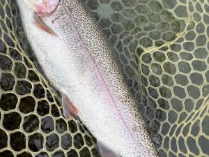 10月31日(金)　青梅市　サンデーフィッシャーマンさん