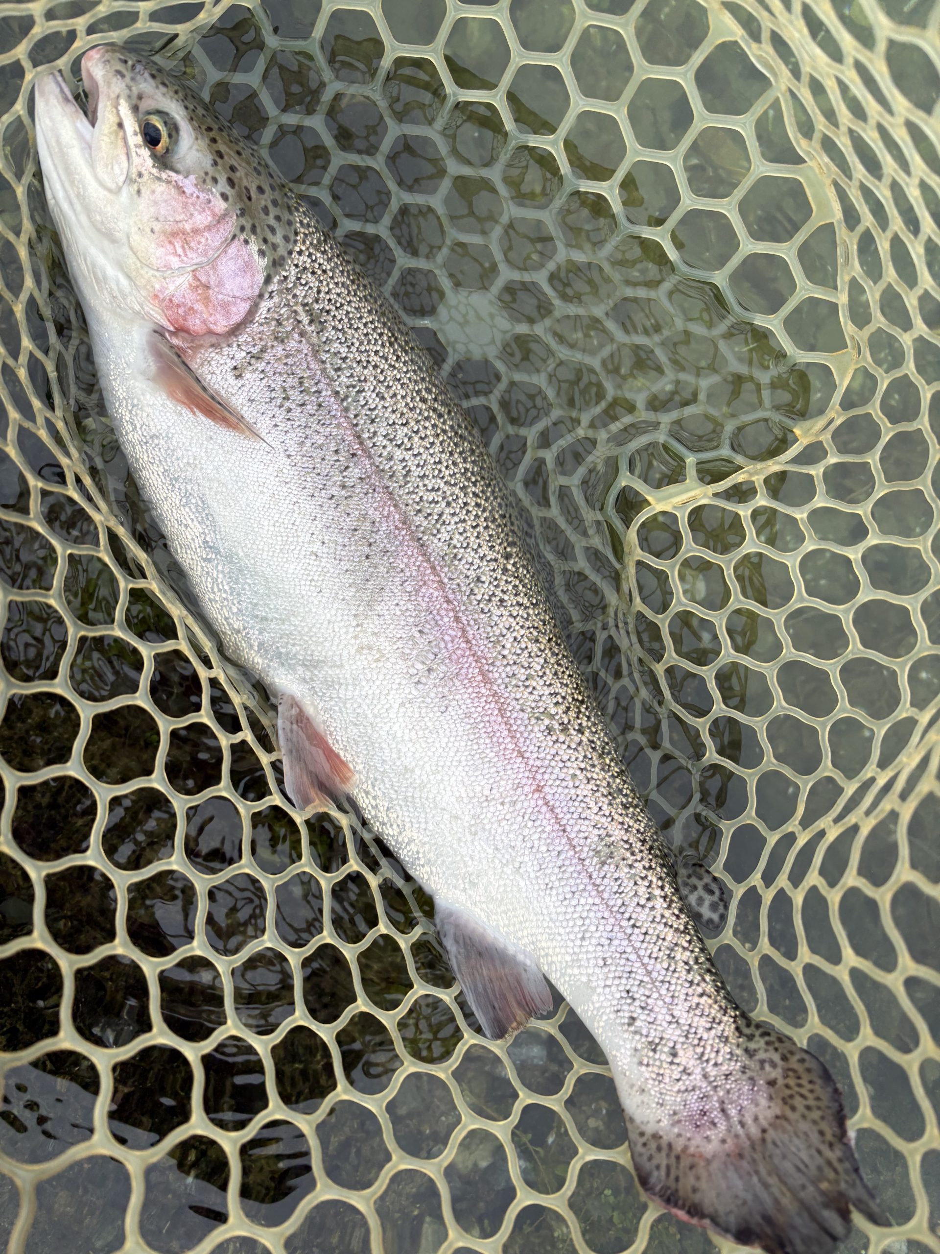 10月31日(金)　青梅市　サンデーフィッシャーマンさん