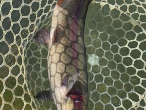 11月8日（土）八王子市　けんじさん