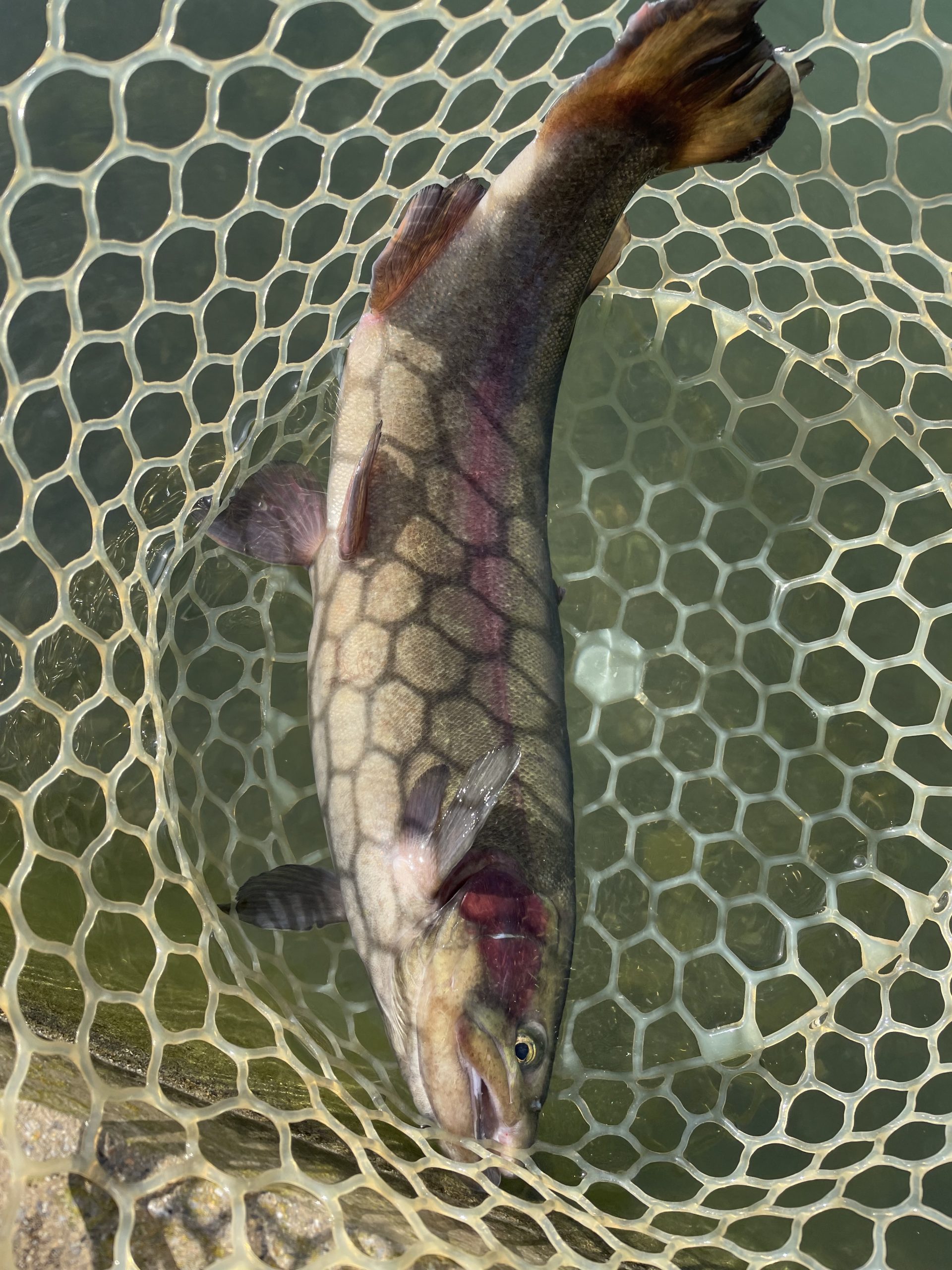 11月8日（土）八王子市　けんじさん