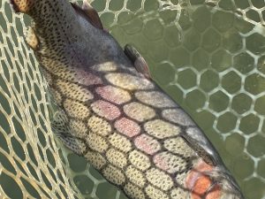 11月17日(月)　八王子市　宮城さん