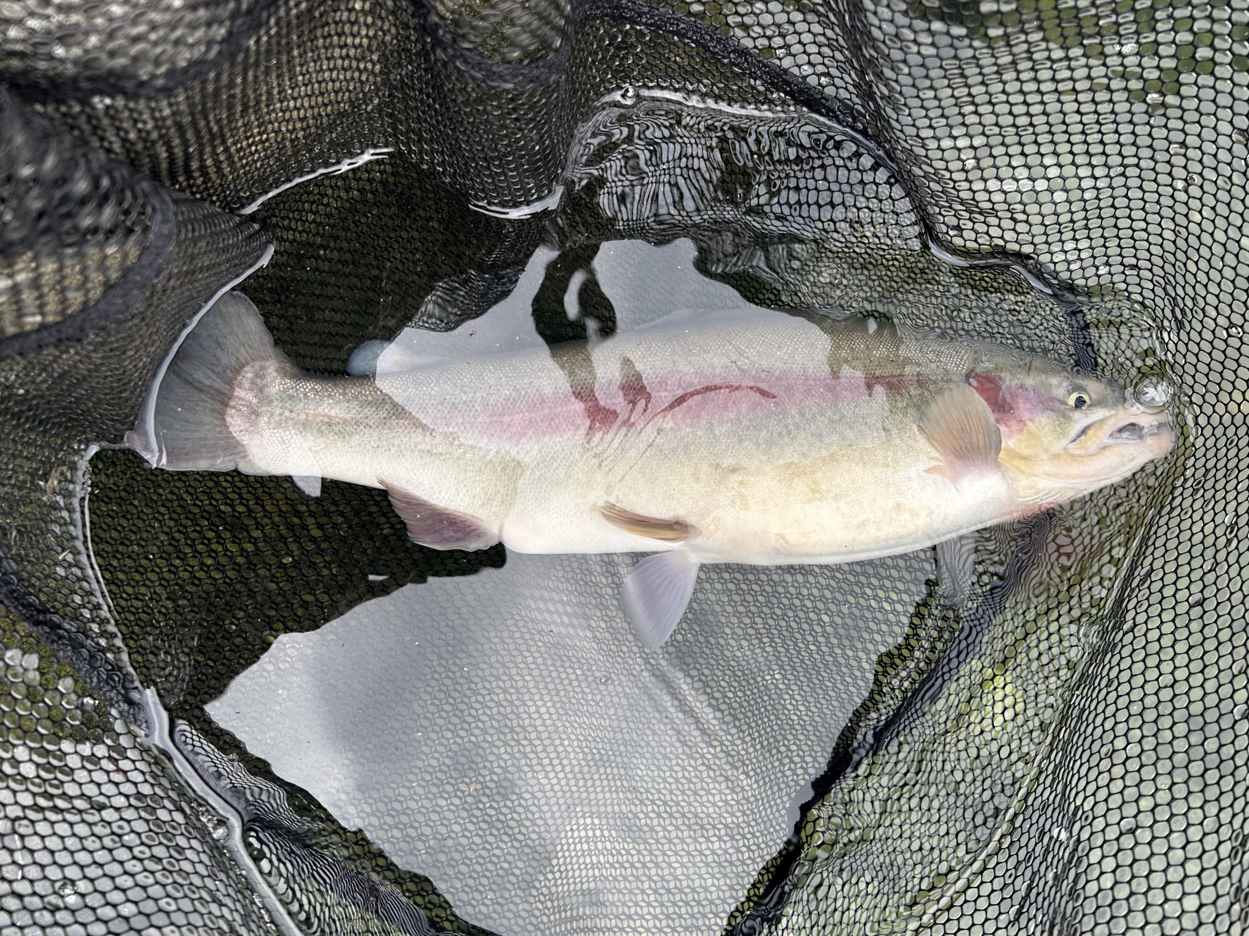 10月31日(金) 町田市 から揚げ班長さん