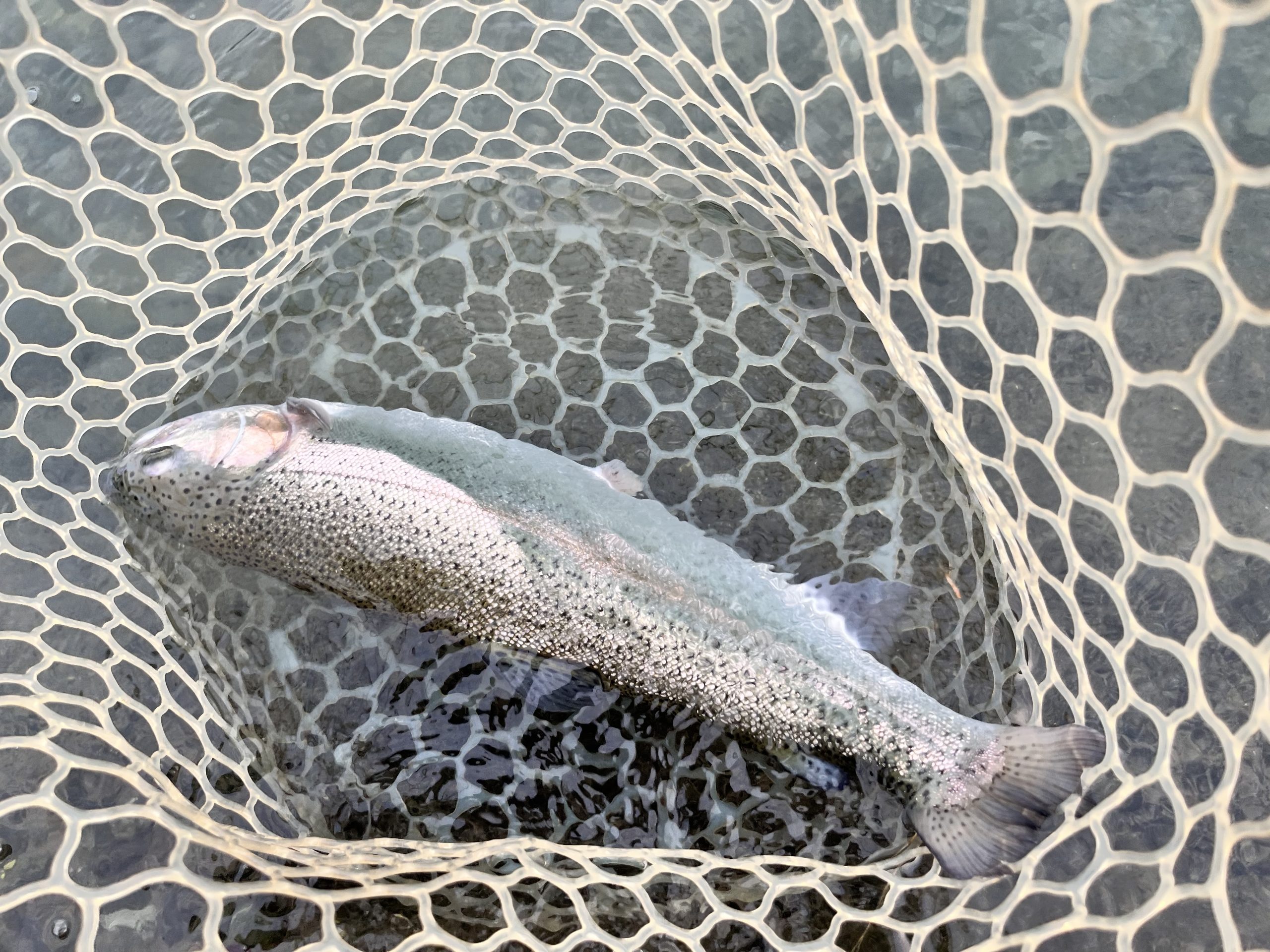 11月8日（土）所沢市　Neoさん