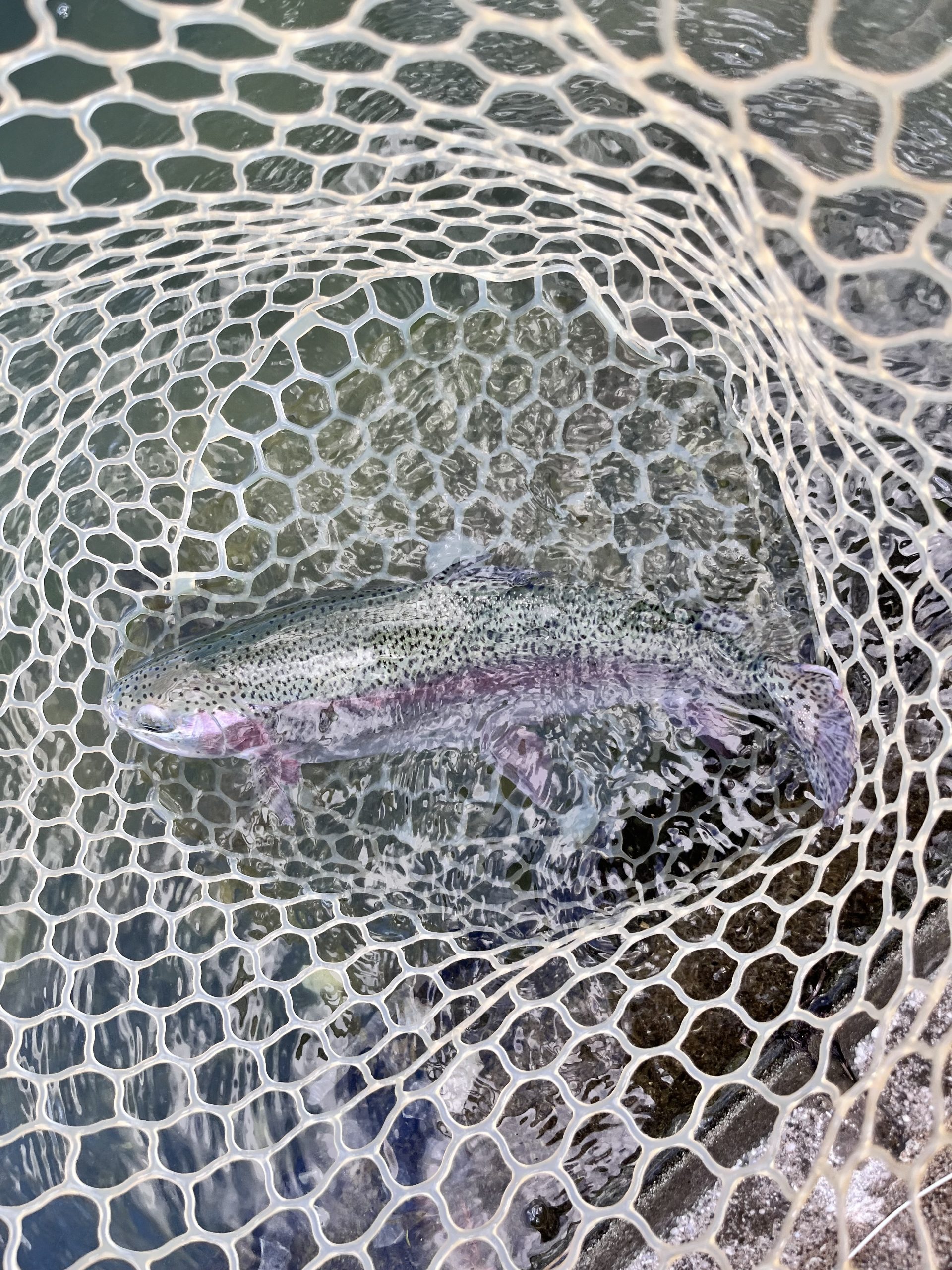 11月10日(月)　所沢市　Neoさん