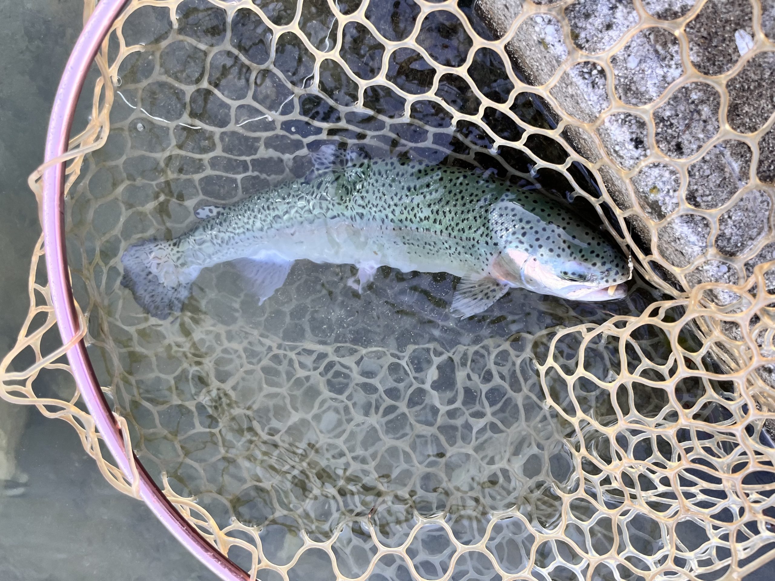 11月24日(月)　所沢市　Neoさん