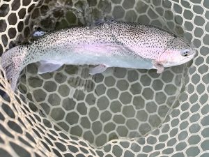 11月26日（水）所沢市　Neoさん