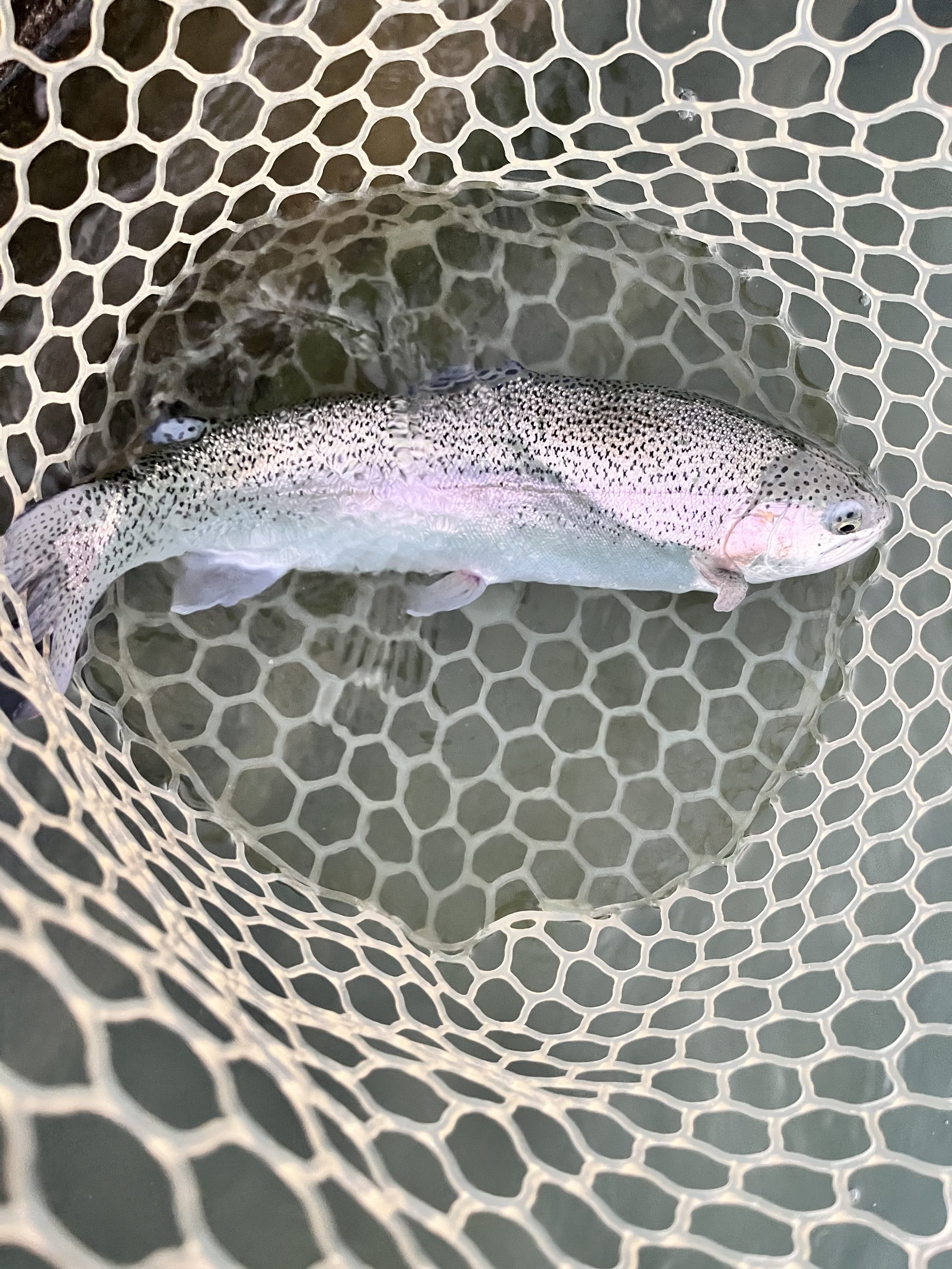 11月26日（水）所沢市　Neoさん