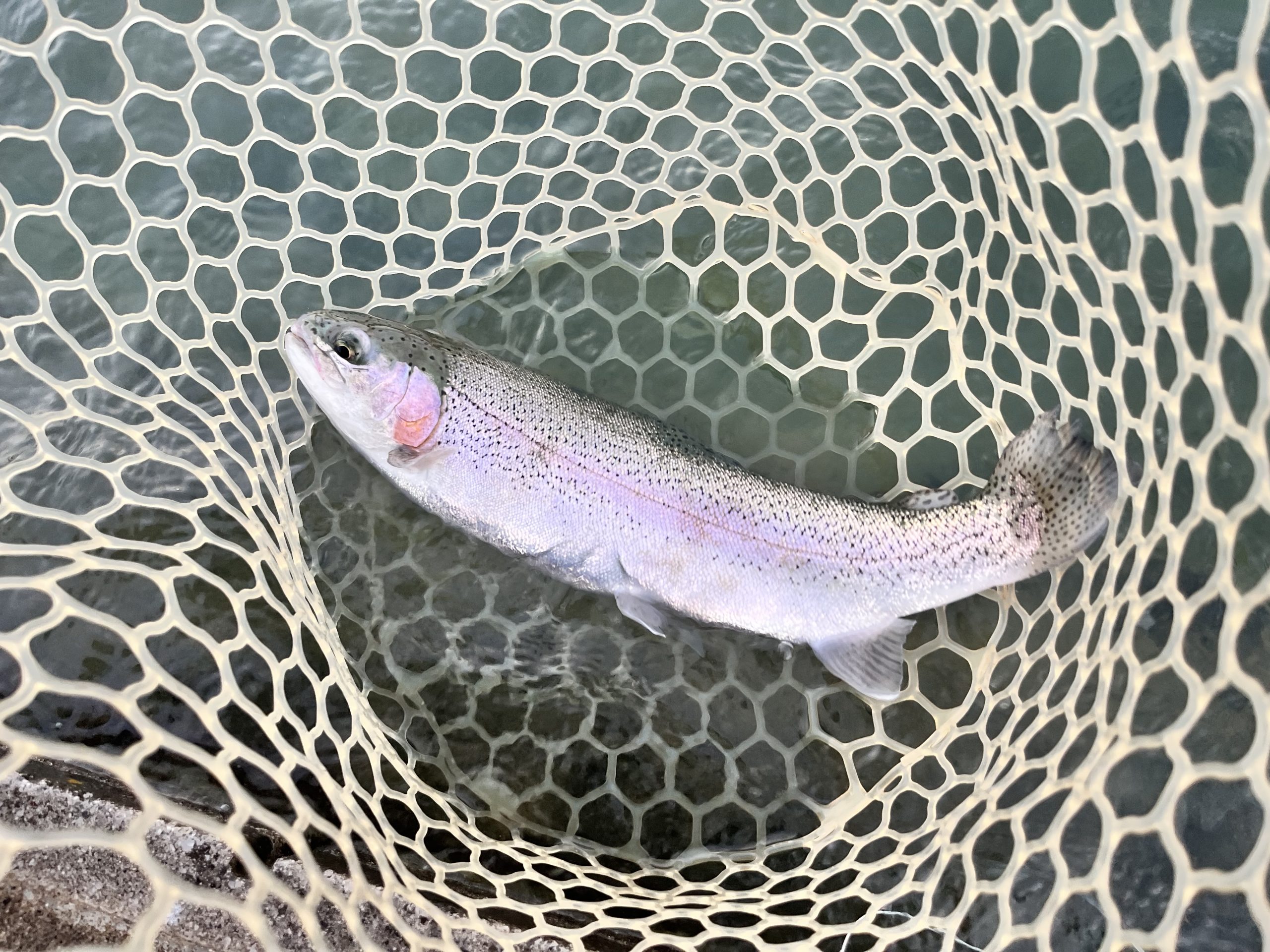 11月29日（土）　所沢市　Neoさん