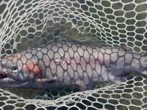 11月17日(月)　入間市　つるちゃんさん