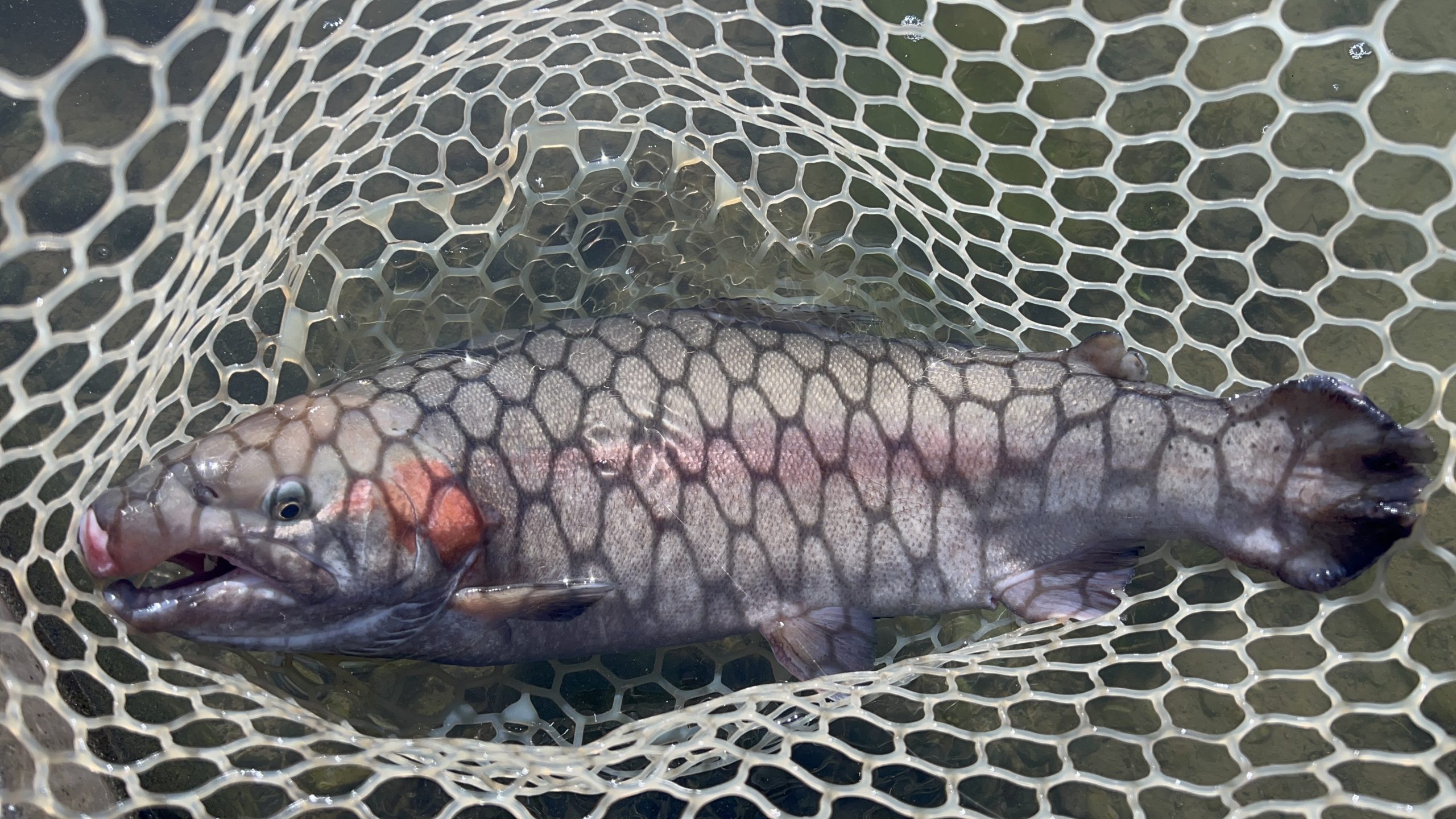 11月17日(月)　入間市　つるちゃんさん