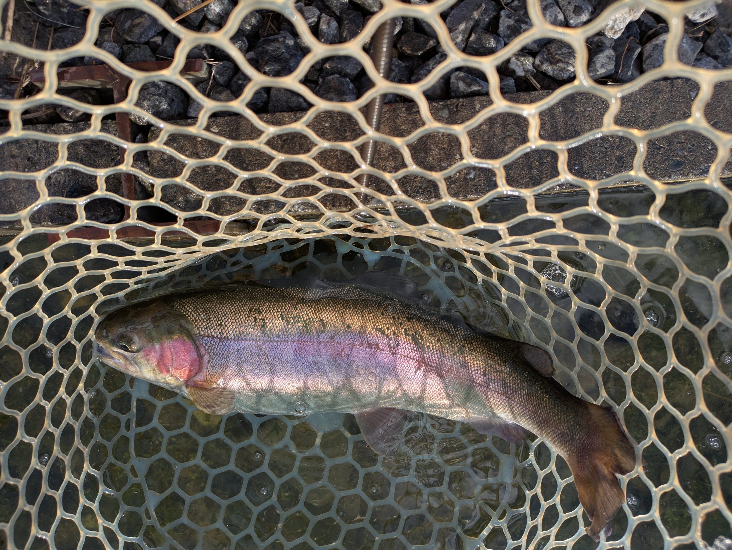 11月10日(月)　狭山市　Getyさん