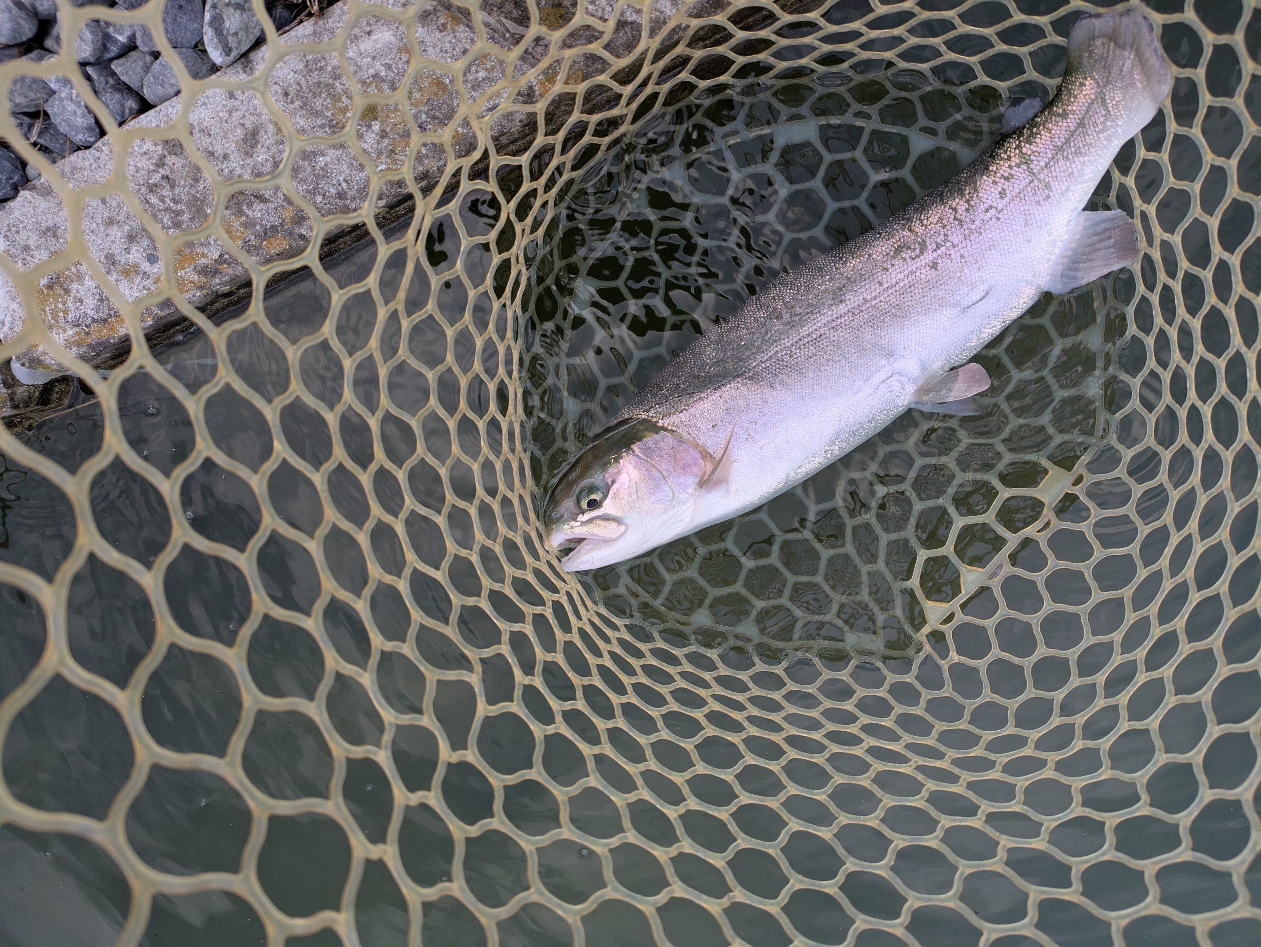 11月18日（火）狭山市　Getyさん