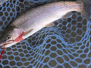 11月21日（金）葛飾区　おっちー　さん