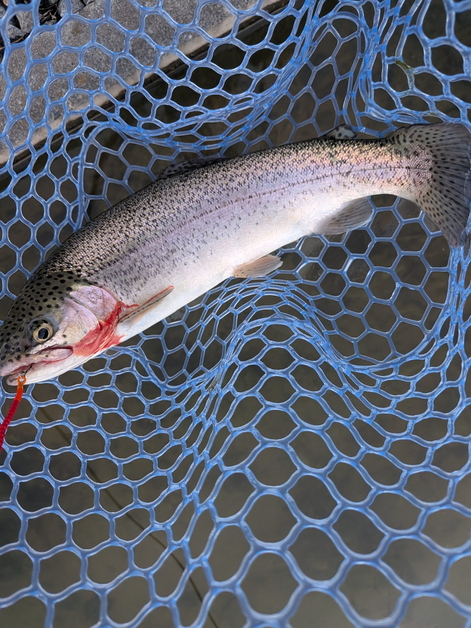 11月21日（金）葛飾区　おっちー　さん