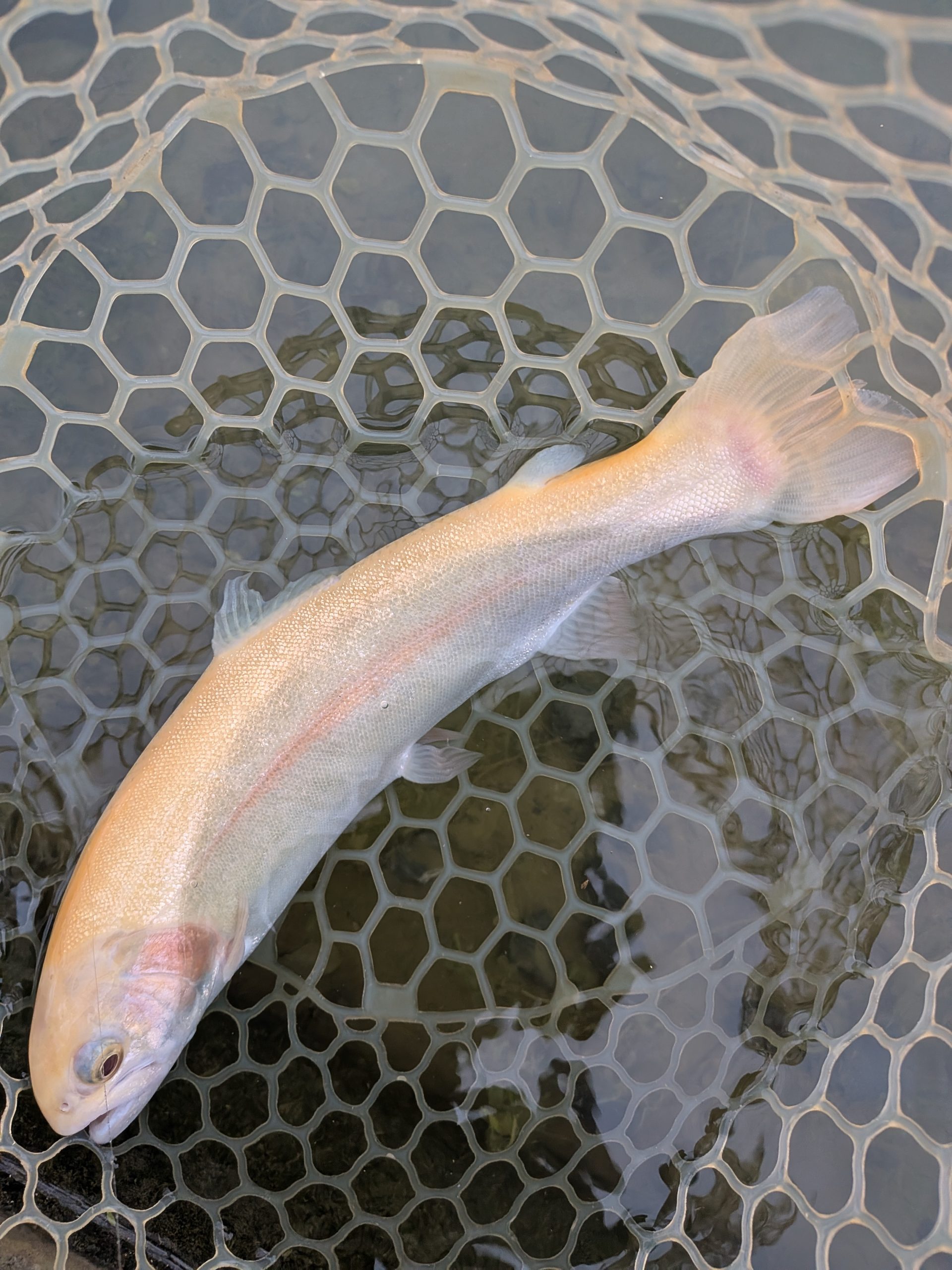 11月25日(火) 西東京市 hiroさん