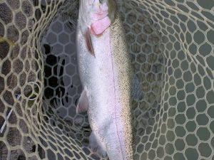 11月25日(火)　狭山市　Getyさん