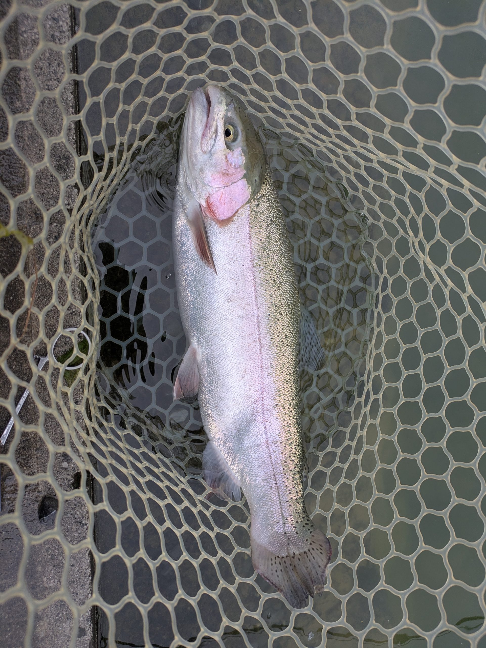 11月25日(火)　狭山市　Getyさん