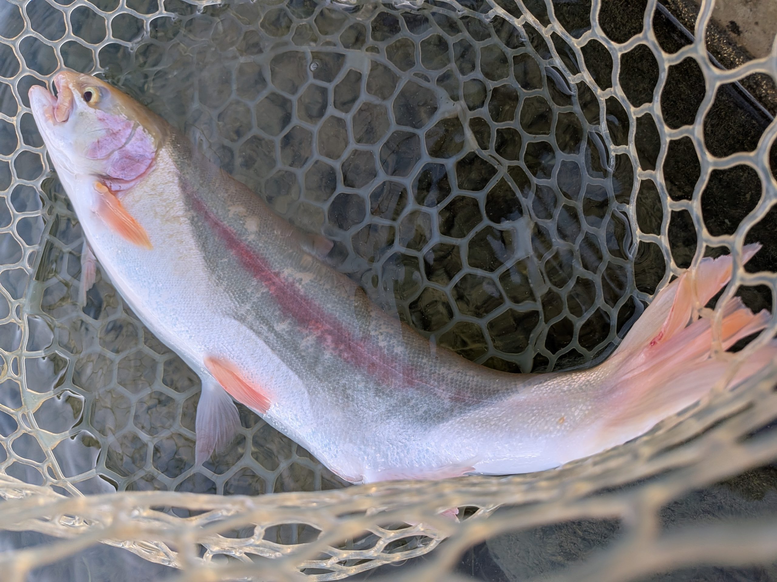 11月28日（金）西東京市保谷町　hiro　さん