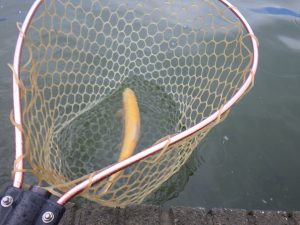 11月3日（月）　美弥市　鉄人Xさん