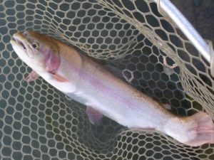 11月23日（日）三鷹市　kazu53さん