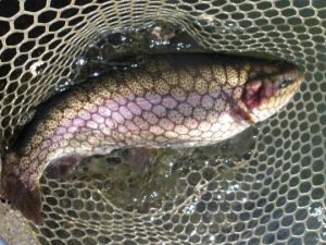 11月7日（金）三鷹市　kazu53さん