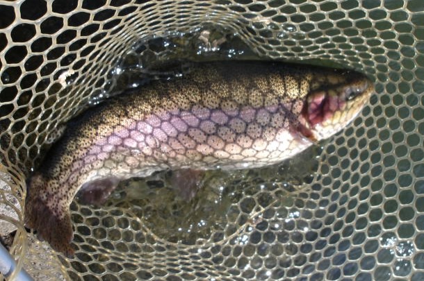 11月7日(金)三鷹市 kazu53さん