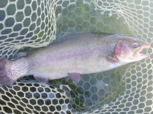 11月17日(月)　三鷹市　Kazu53さん