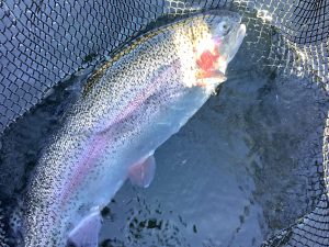 11月29日（土）　放流情報