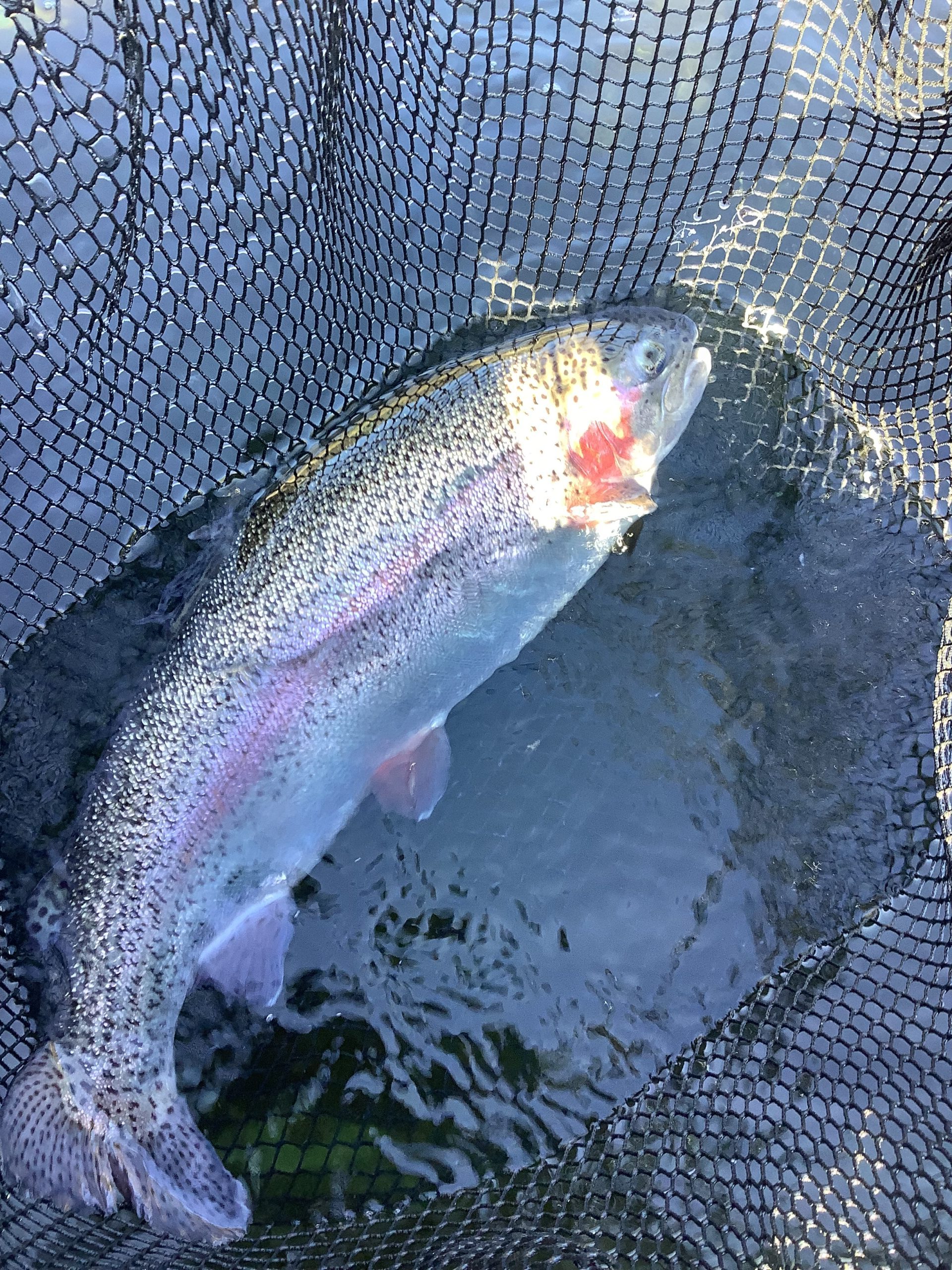 11月29日（土）　放流情報