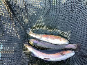 11月30日（日）放流情報