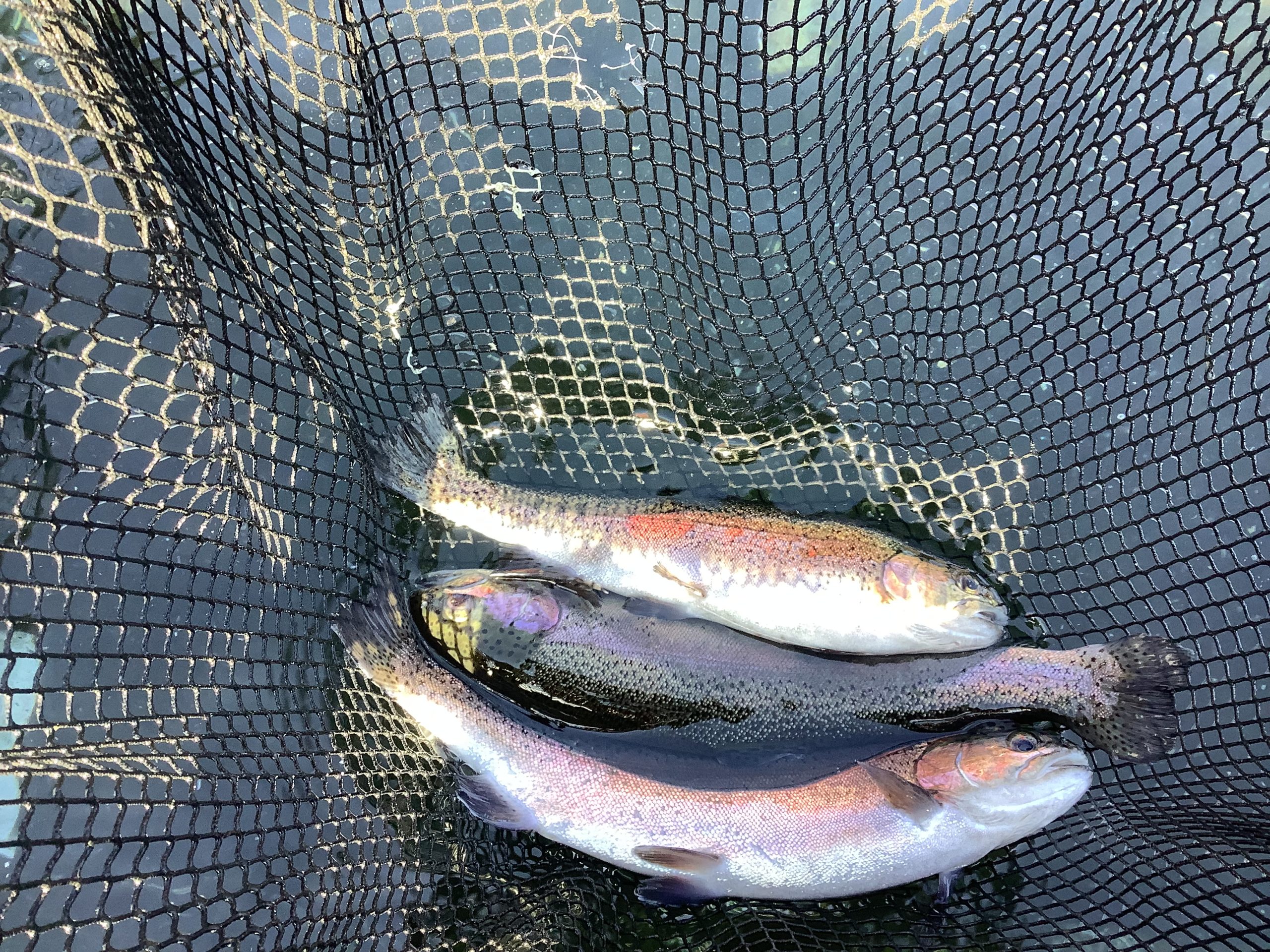 11月30日（日）放流情報