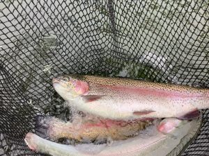 11月1日（土）放流情報