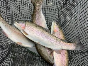 11月9日（日）放流情報