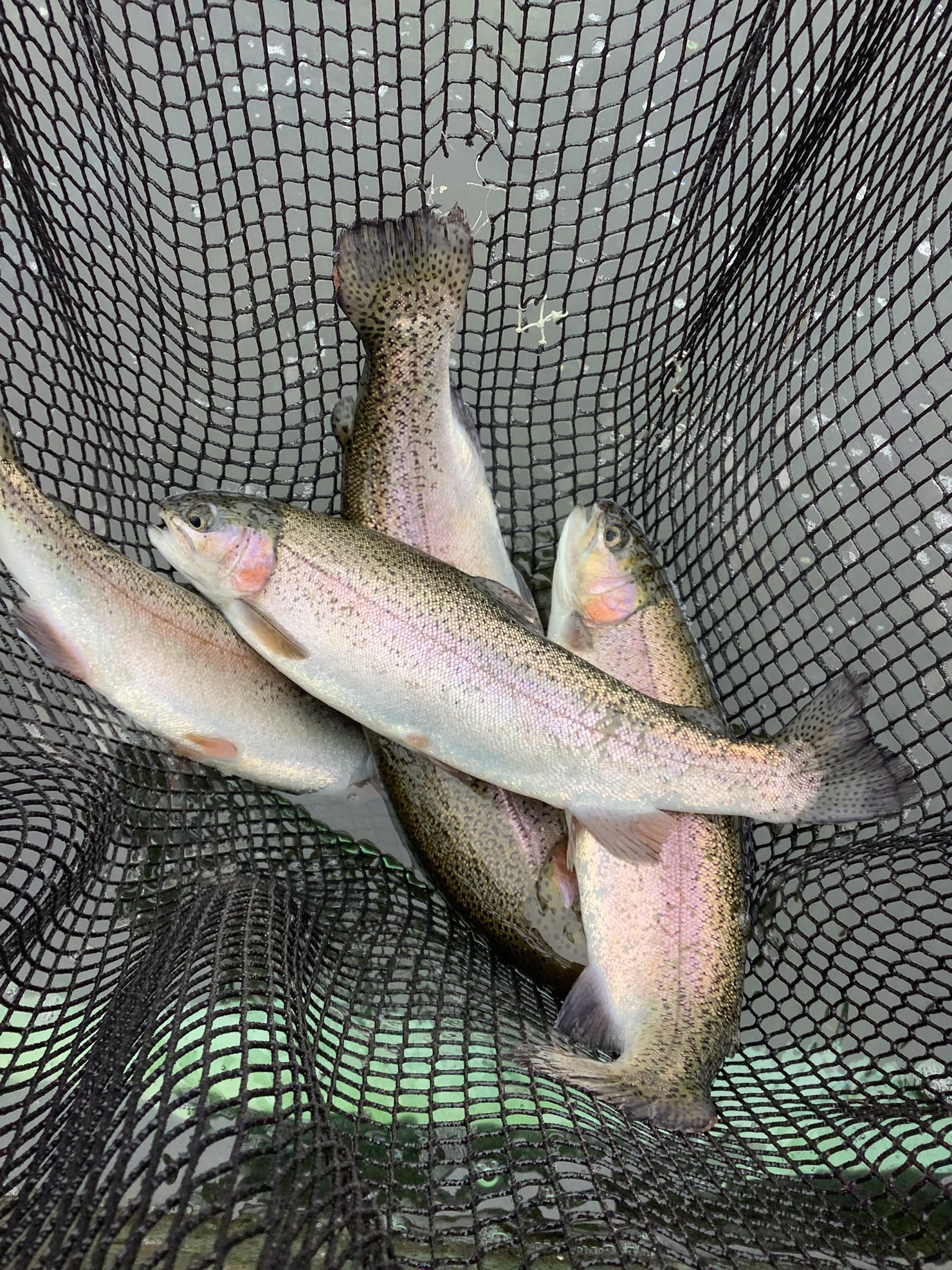 11月9日（日）放流情報