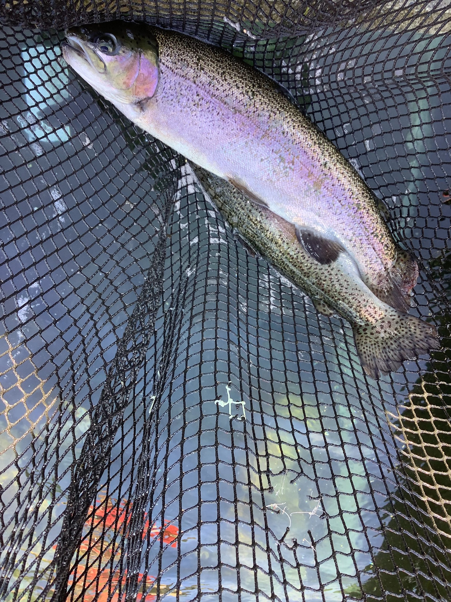 11月16日（日）　放流情報