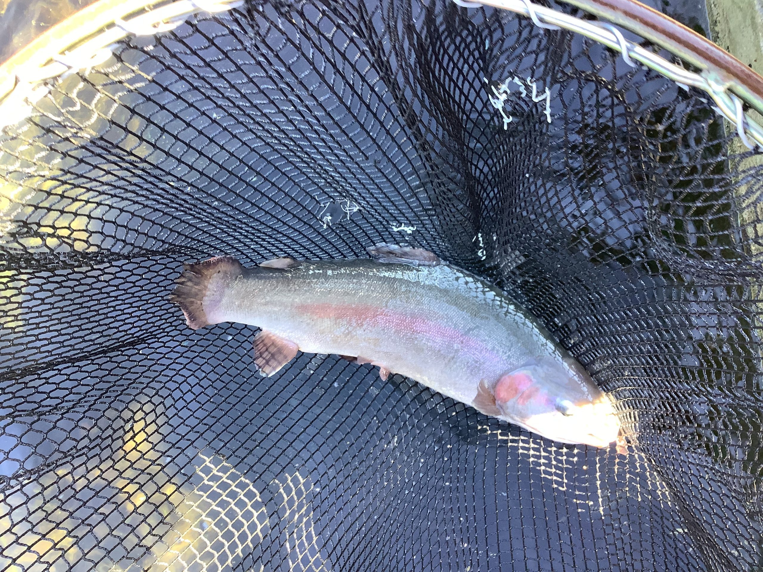 11月22日（土）　放流情報