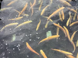 11月23日（日）　放流情報