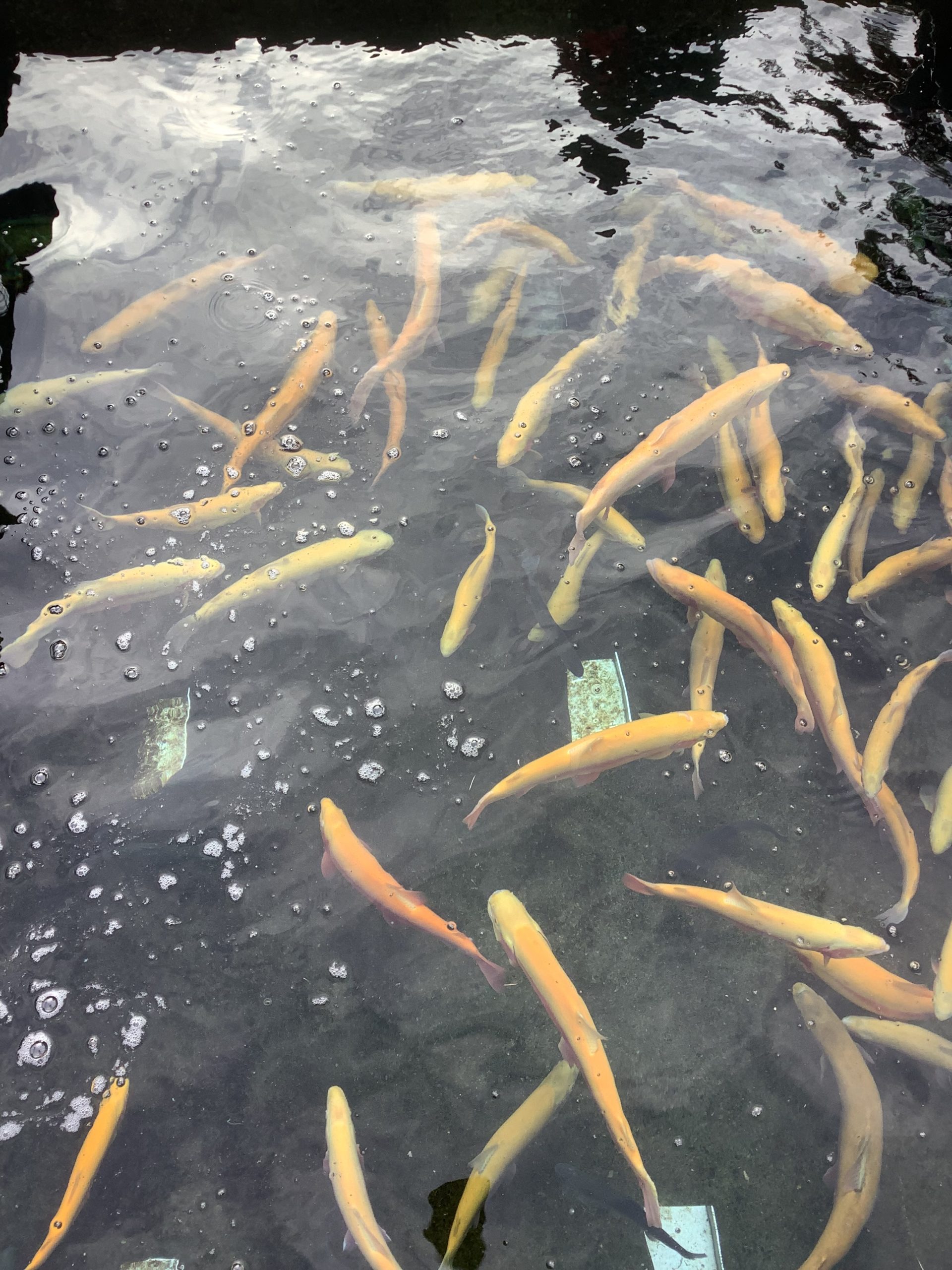 11月23日（日）　放流情報