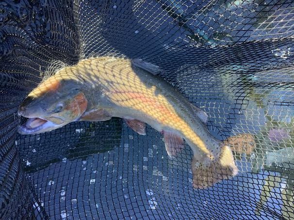 12月6日（土）　放流情報