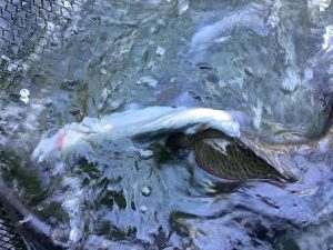 12月30日（火）　放流情報