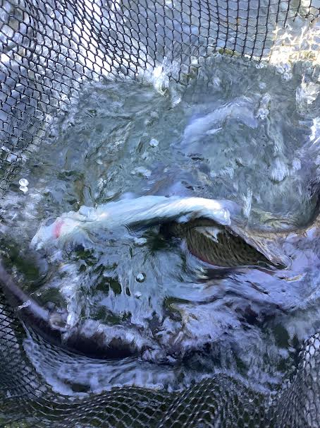 12月30日（火）　放流情報