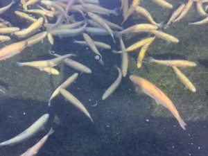 12月31日（水）　放流情報