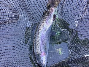 12月7日（日）放流情報