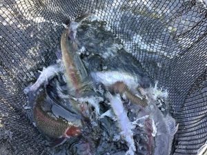 12月13日（土）放流情報