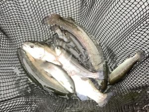 12月14日（日）放流情報